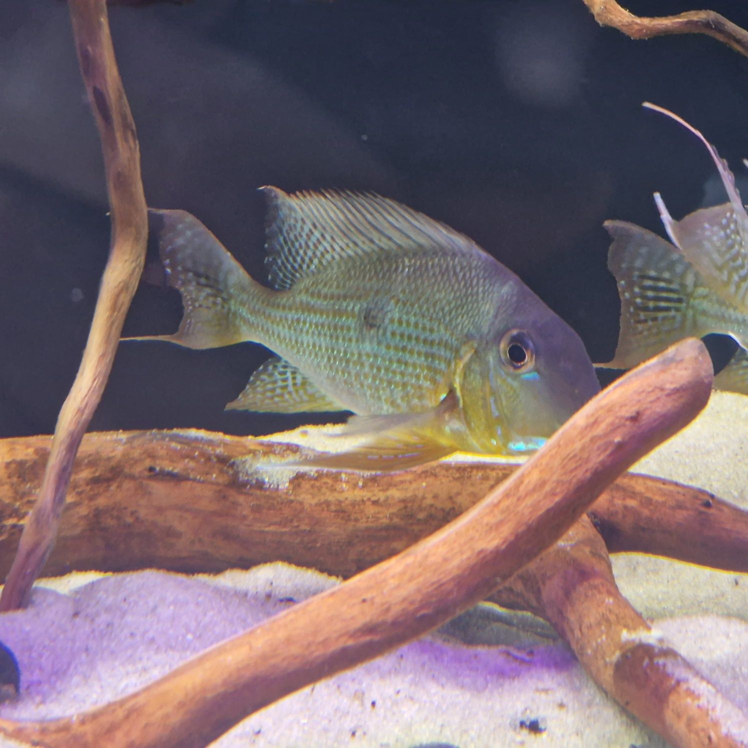 JEDYNE TAKIE W POLSCE, dobrana para Ziemiojad geophagus neambi dziki