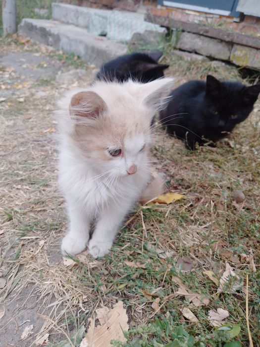 Віддам котиків безкоштовно