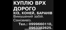 ВРХ Коровы Быки Телицу