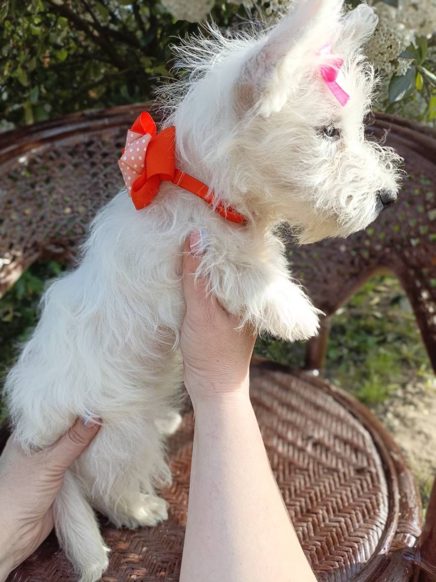 Śliczna sunia West Highland White Terrier