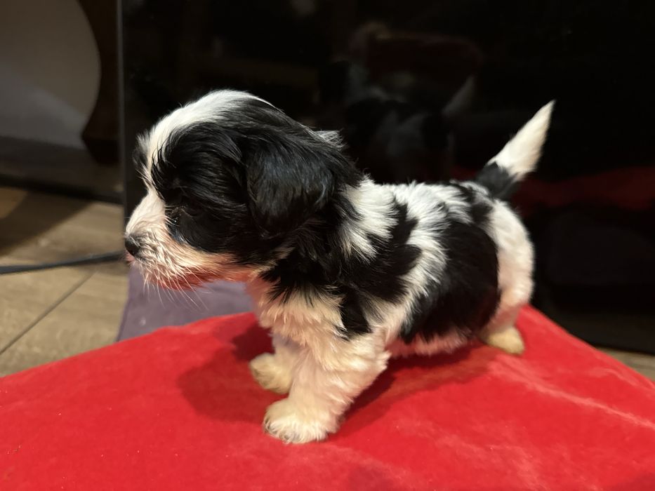 Sprzedam Yorkshire Terrier Biwer Oryginalna Miniaturka