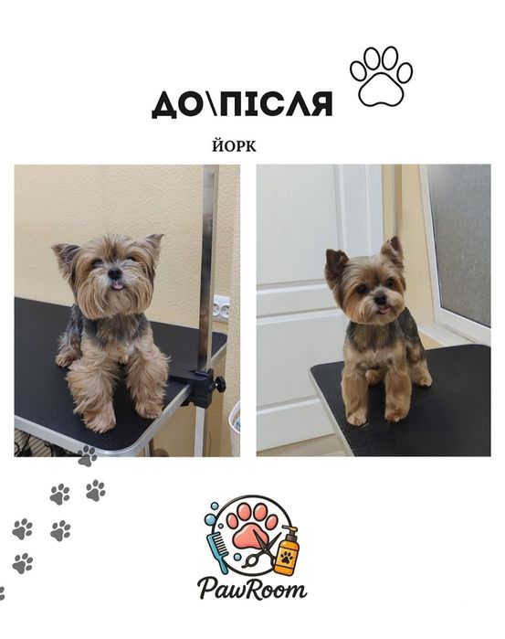 Послуги грумінгу, грумінг, грумер, стрижка котів собак