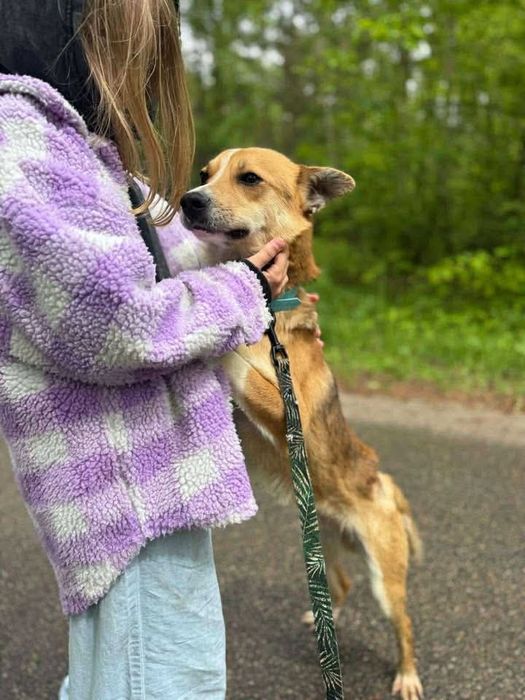 Cudowny Gazik szuka domu!