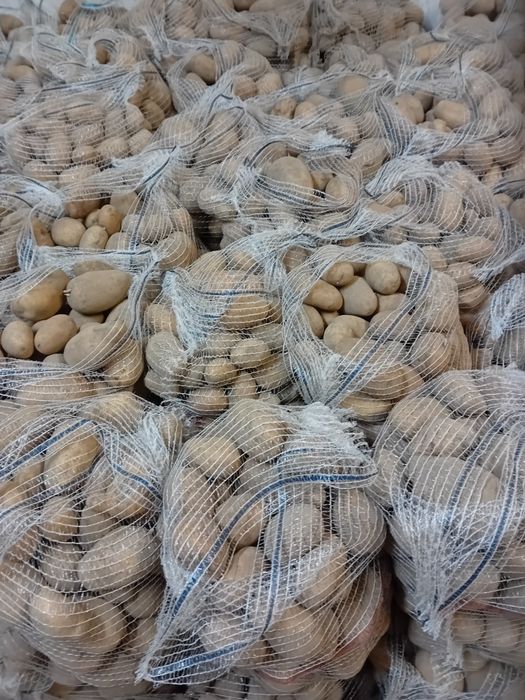 Sprzedam ziemniaki Melodia Catania