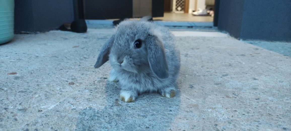 Mini Lop króliczki gotowe do odbioru