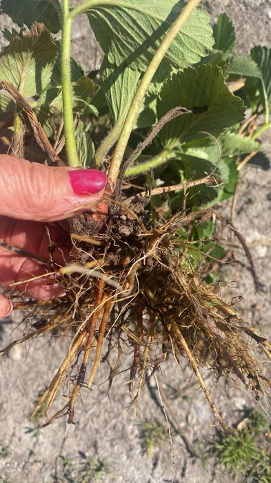 Sadzonki truskawek późnej i powtarzajacej