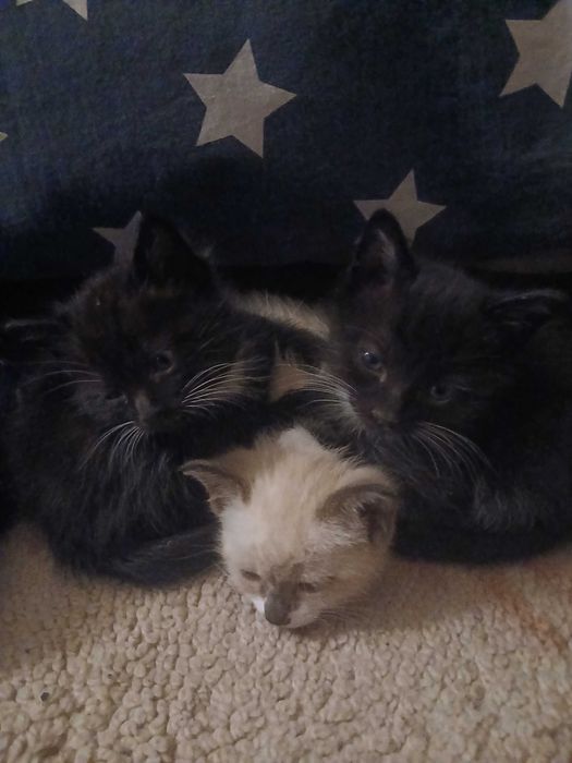 Gatinhos adopção