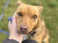 Selena – młoda suczka do adopcji