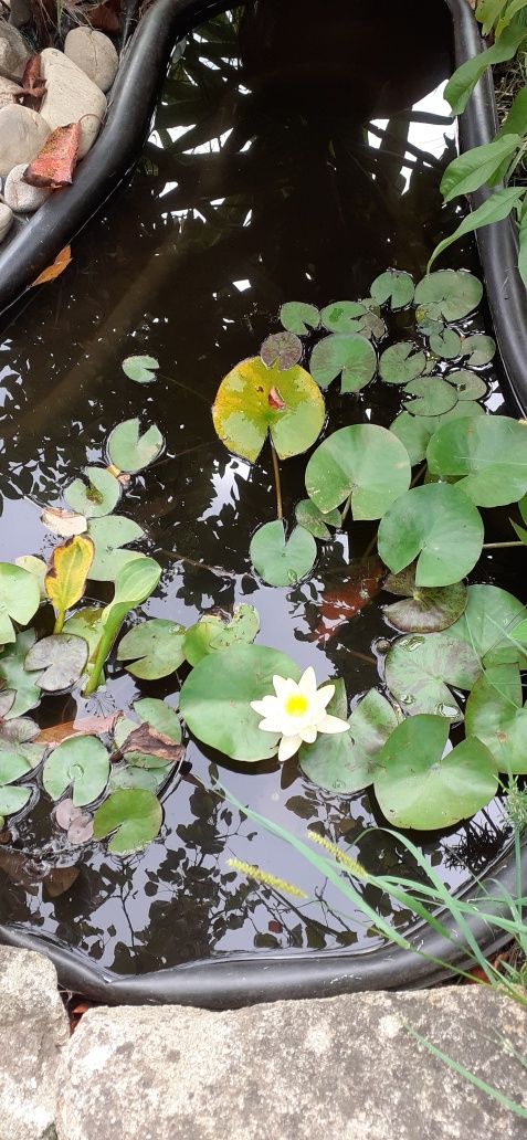 Plantas árvores exoticas
