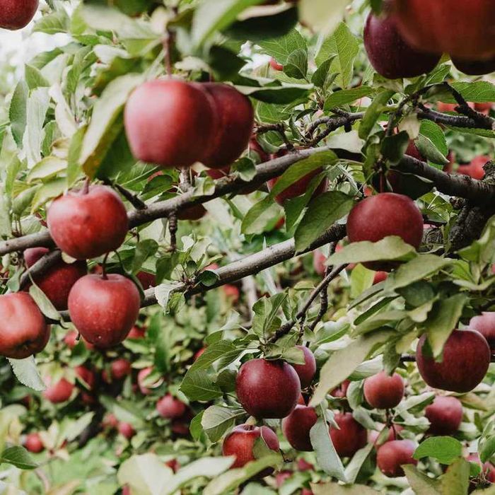 Drzewka i krzewy owocowe - DETAL