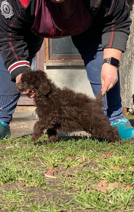 Pudel toy/miniaturke sunia brązowa z genem biało-brązowym