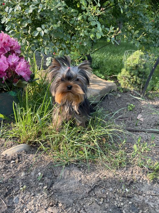 Бомбезні цуценята йорка