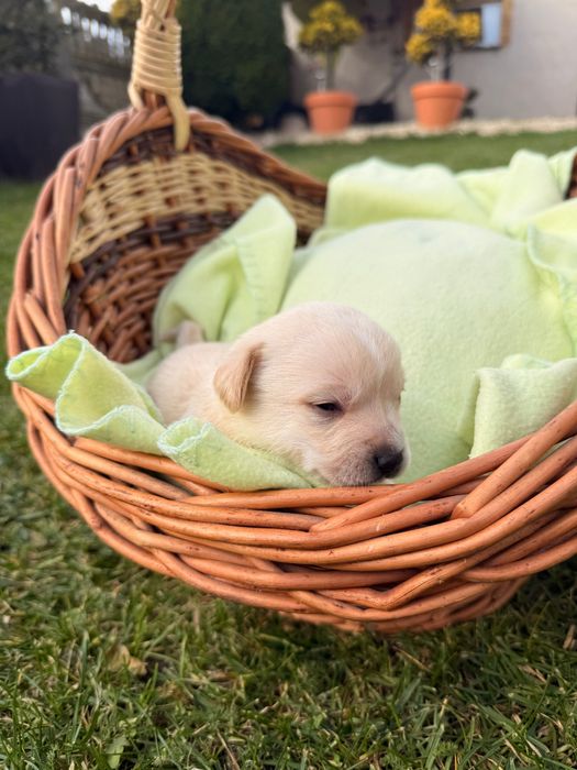 Oddam za darmo szczeniaki