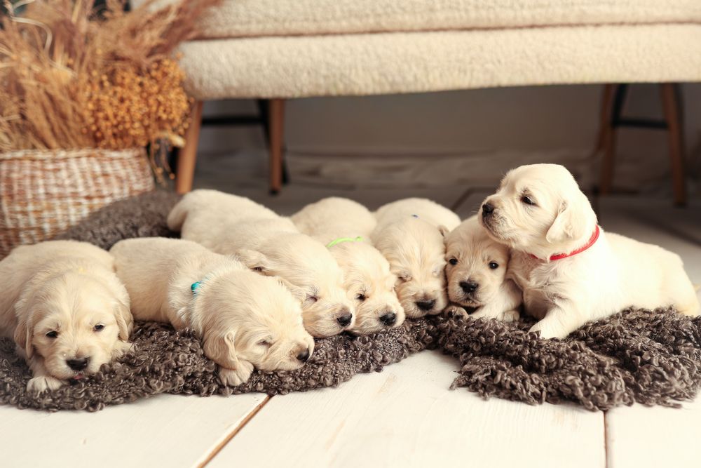 Szczeniak Golden Retriever FCI ZKwP