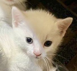 Белый котенок 2мес кошеня біле котята