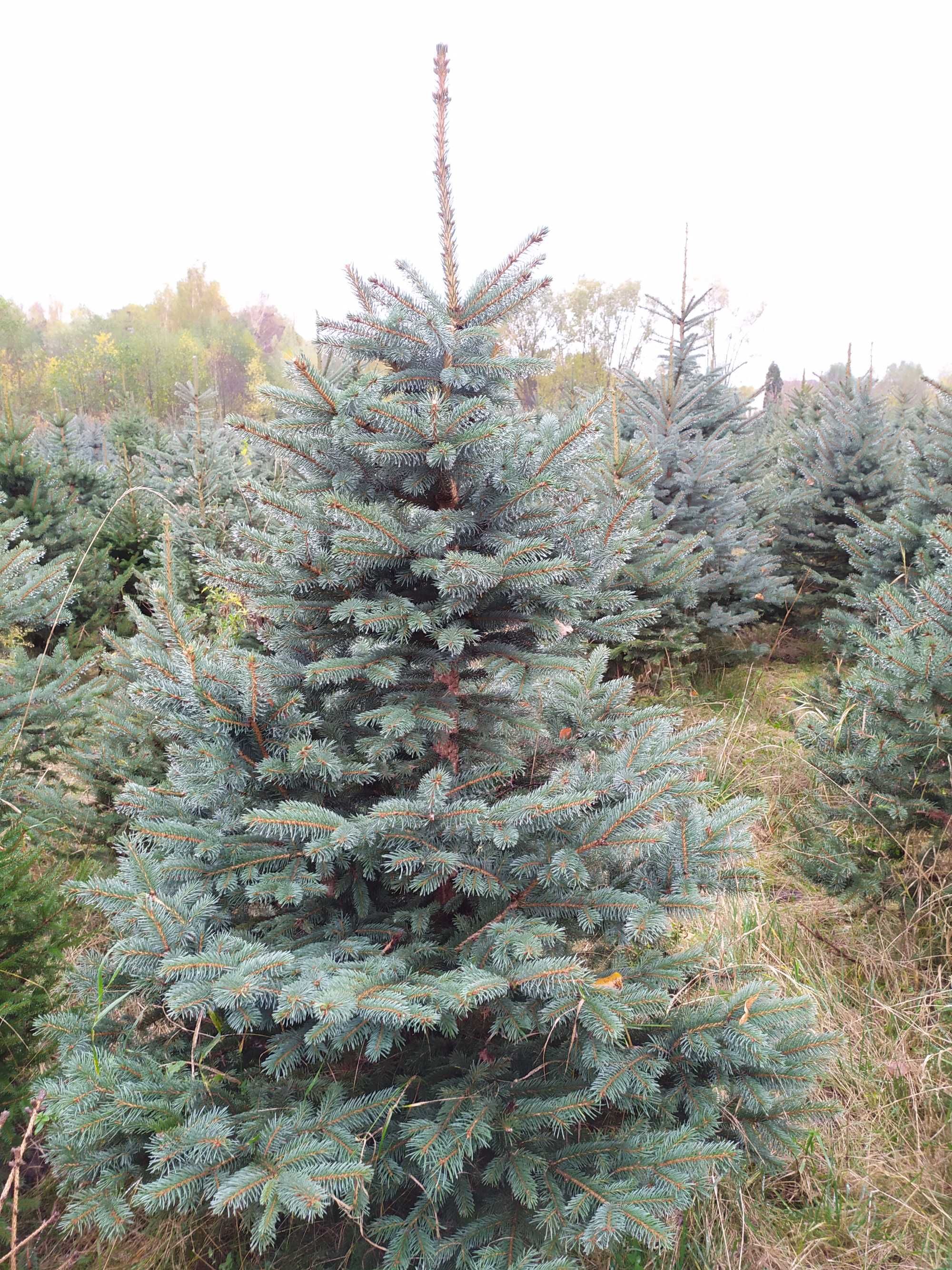 Świerk srebrzysty, wysokość 80-150cm, własna plantacja, transport