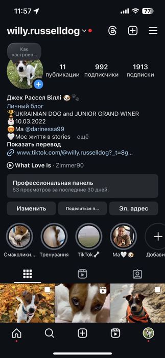 Хлопчик Джек Рассела шукає дівчинку для в'язки у Кропивницькому