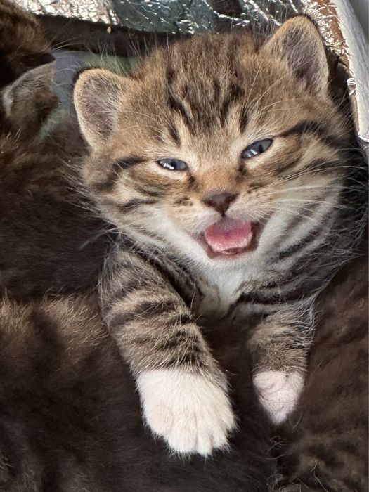 Віддам в хороші руки кошенят