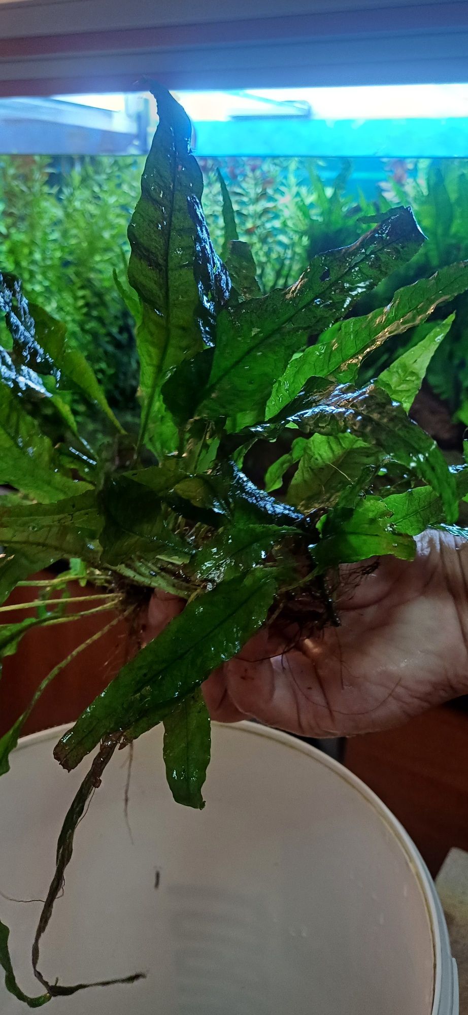 Planta aquário baixa manutenção.