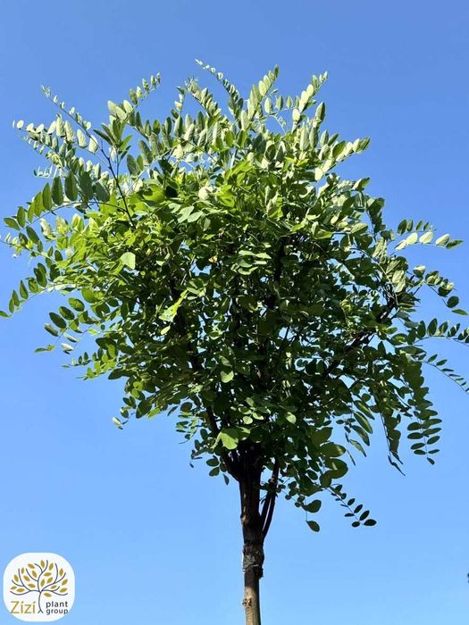 Robinia pseudoacacia Umbraculifera, akacjowa, obwód 8-16cm, pień 220cm