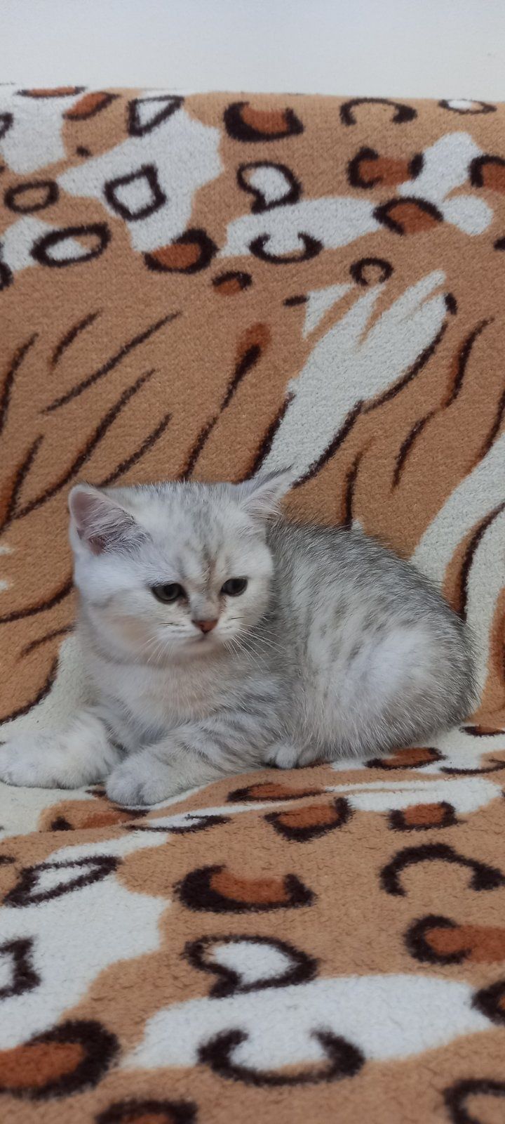 Шотландские вислоухие котята .