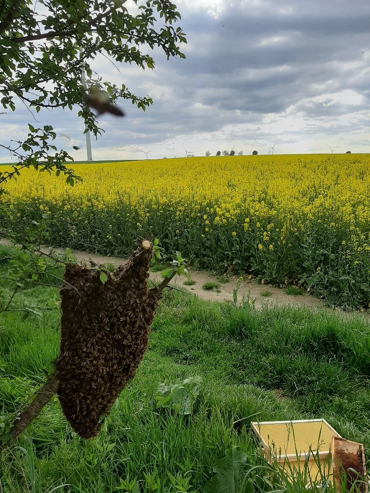 Odkłady pszczele dadant 6 ramkowe buckfast/krainka  Radom