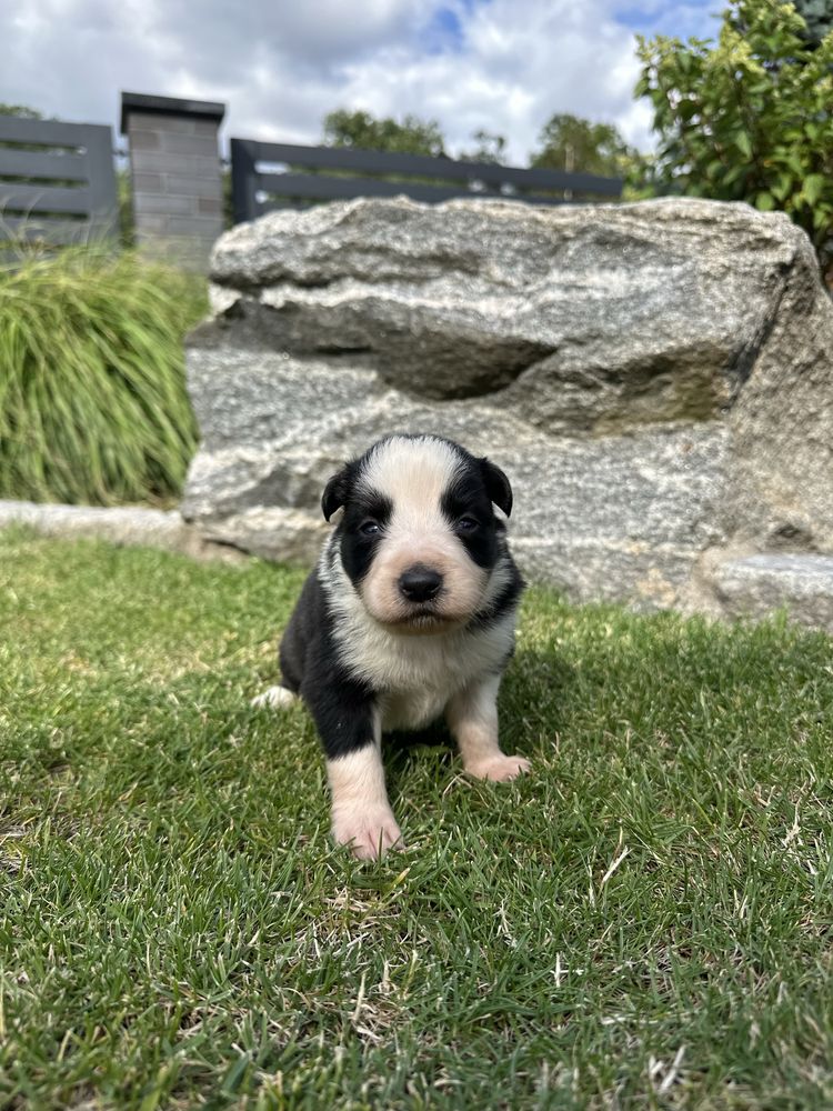 Border Collie FCI ZKwP