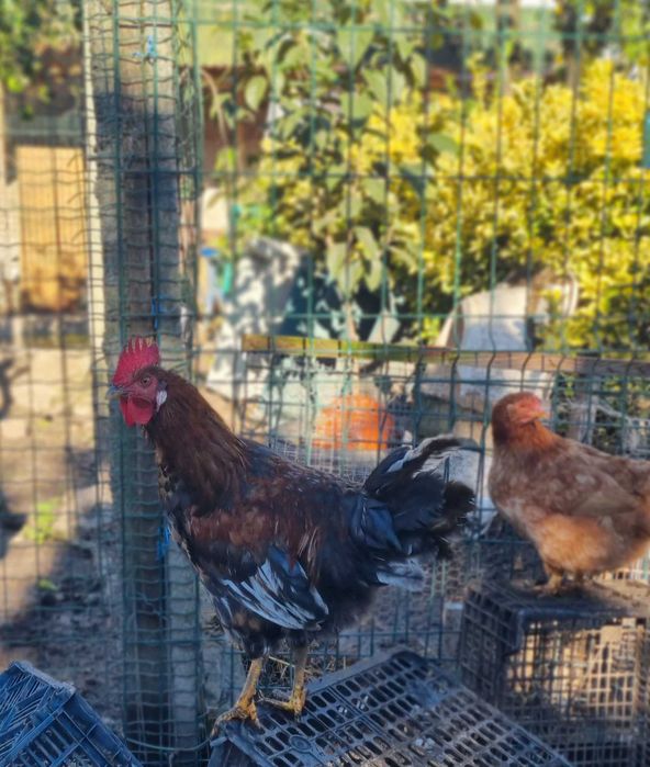 Galos garnizos pombas King