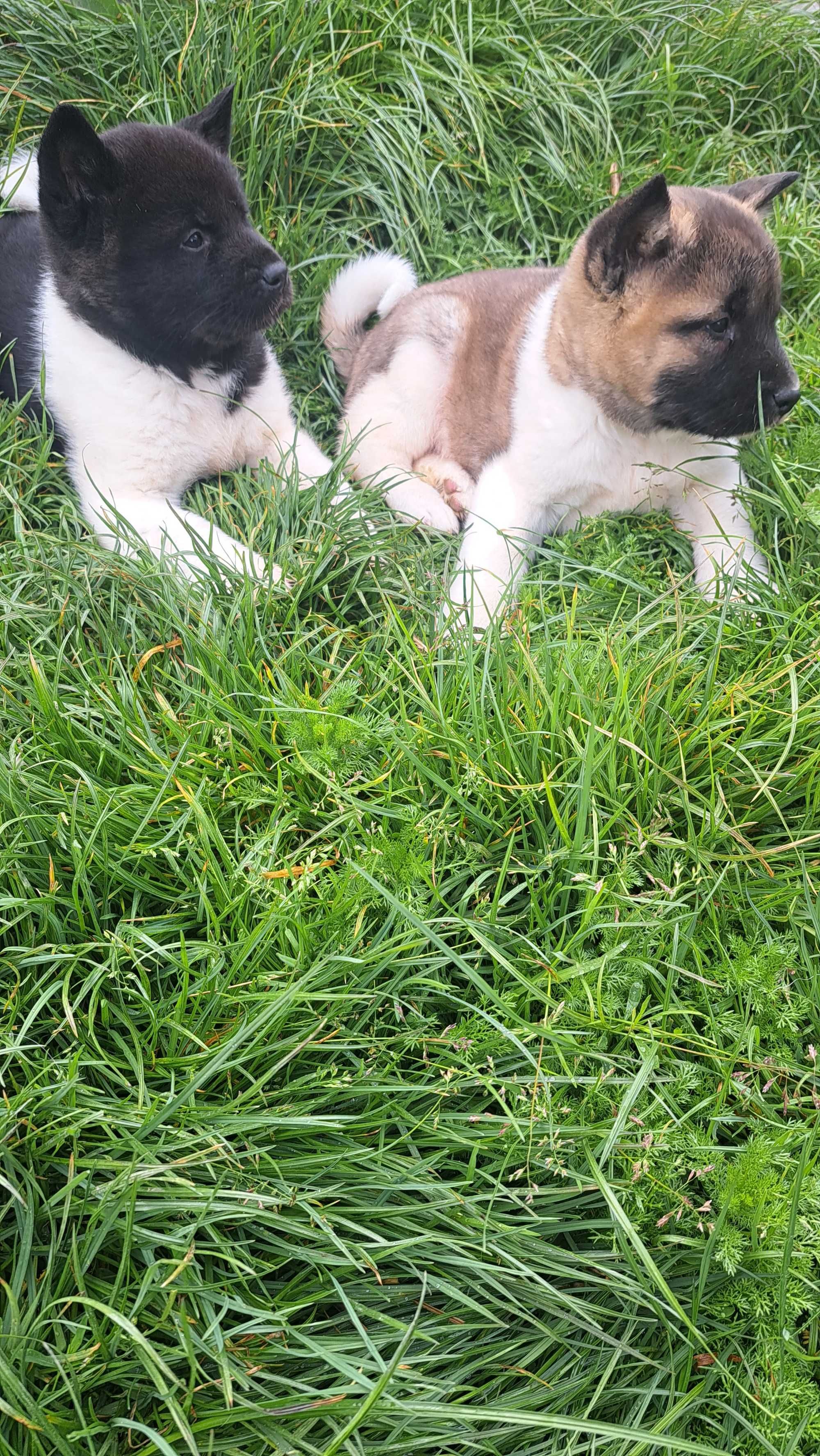 Akita amerykańska piekna suczka
