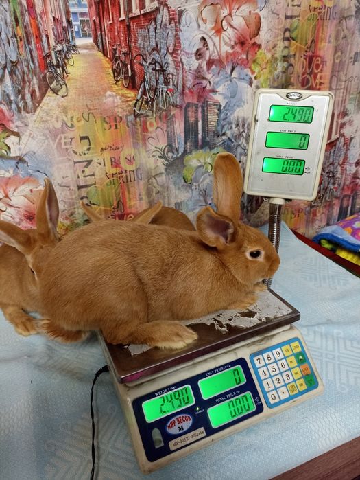 Кролик, кролики, кролі, бургундія