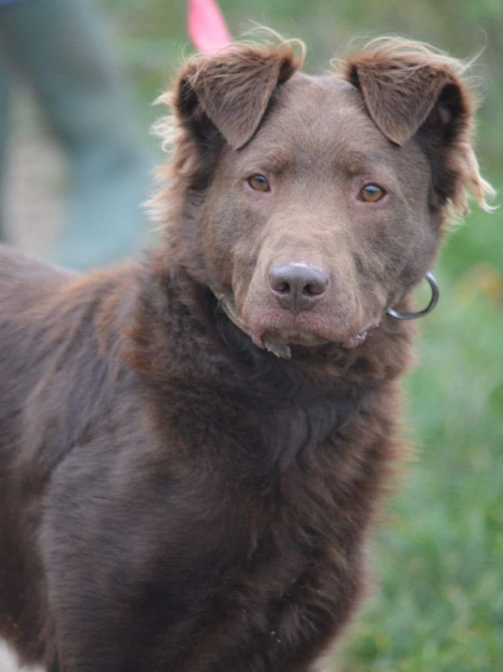 Sam,czekoladowa piękność ,szuka domu.