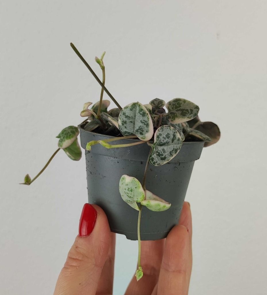 Ceropegia Woodii Variegata MALUSZEK