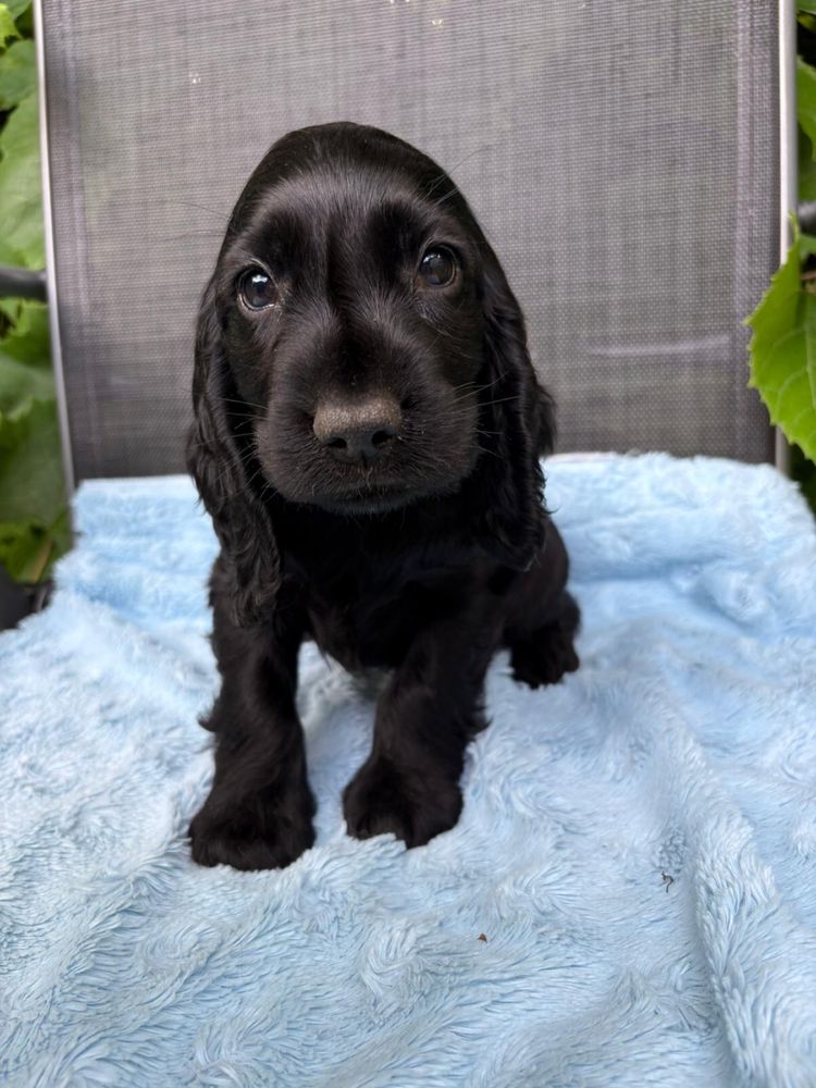 Czarny samiec cocker spaniel