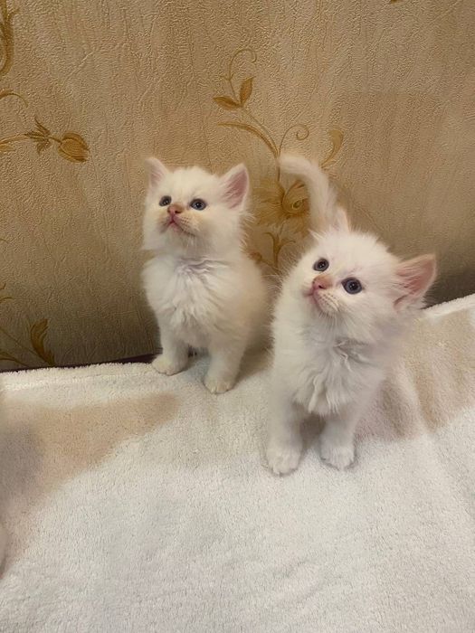 Невский маскарадный срочно