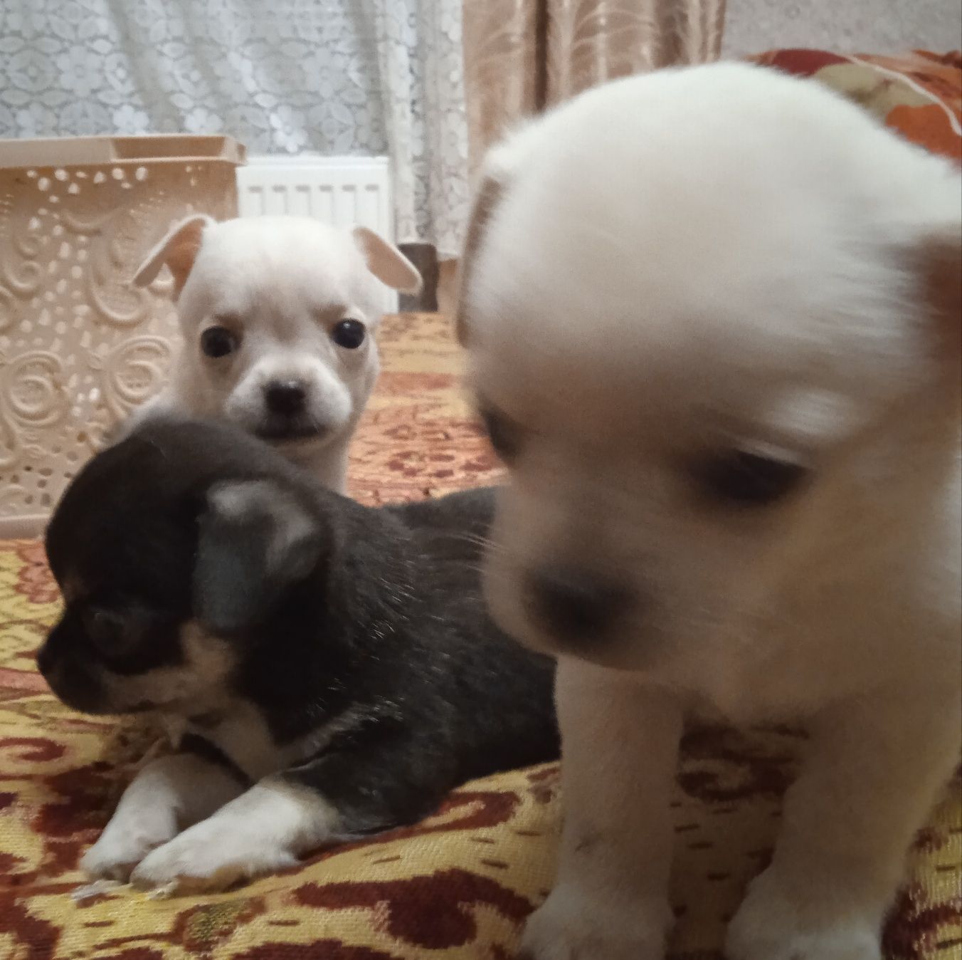 Чихуахуа. Цуценята.