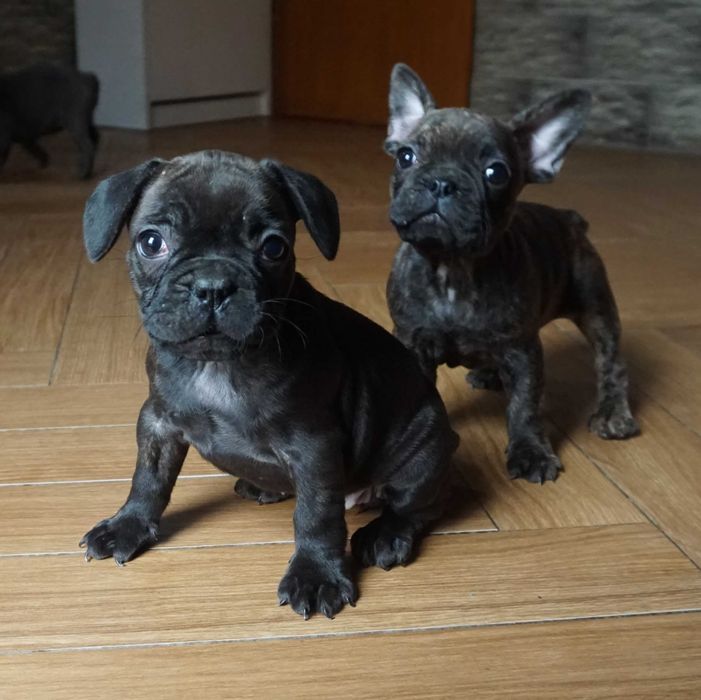 buldog francuski sunia czarna