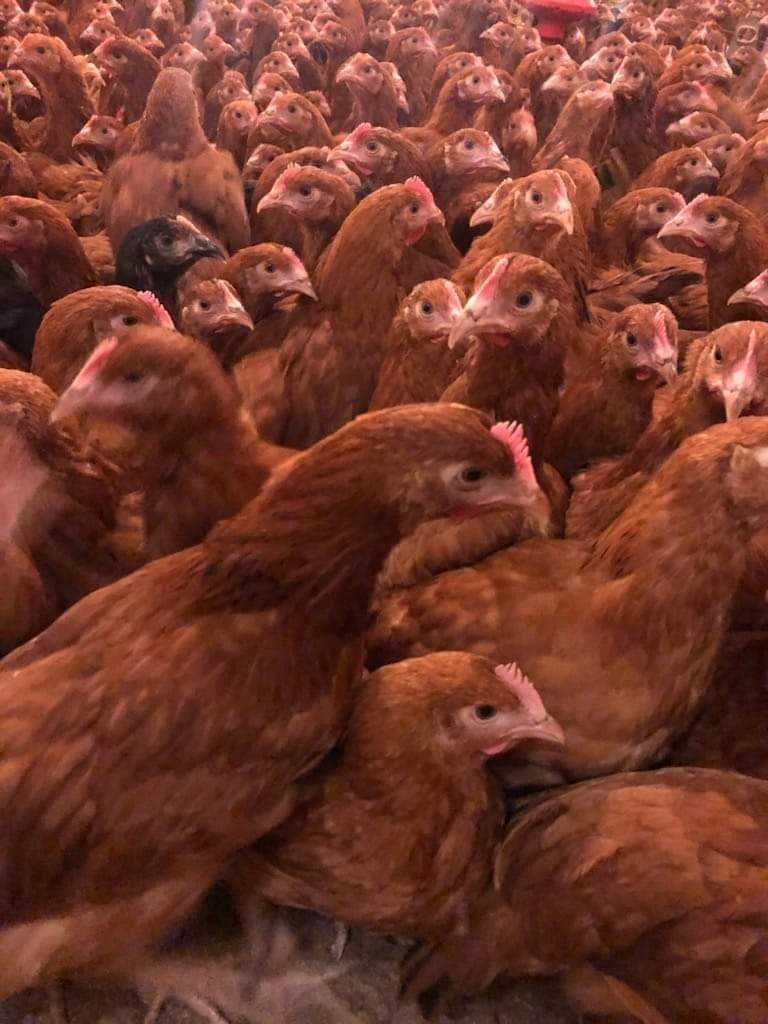 Młode nioski odchowane z jajkiem