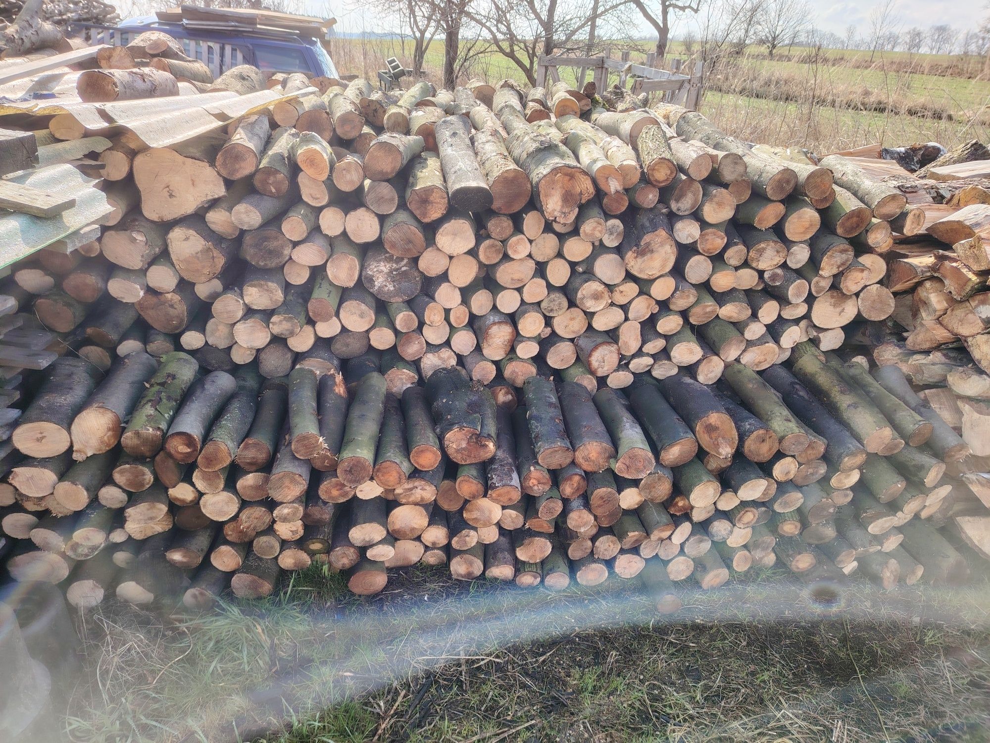 Drzewo BUK bukowe liściaste