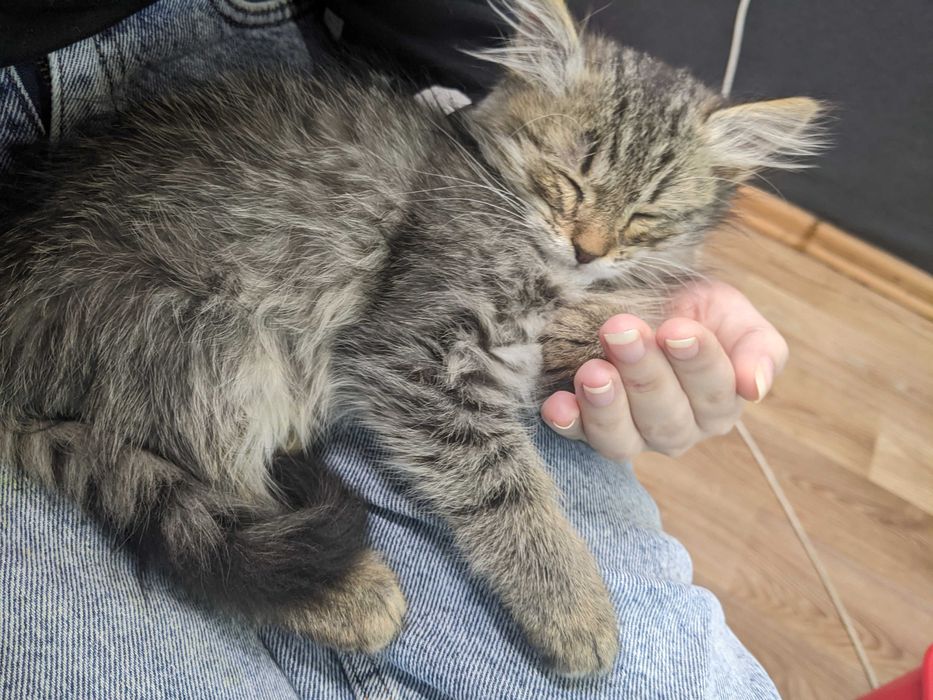 Віддам кошеня дівчинку безкоштовно