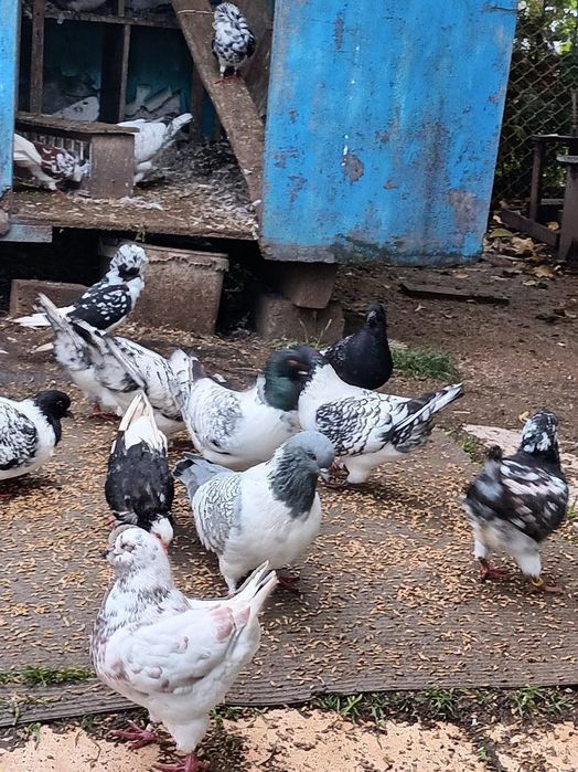 Gołębie Strasery Kingi Rysie