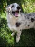 Border collie ZKWP piesek blue merle