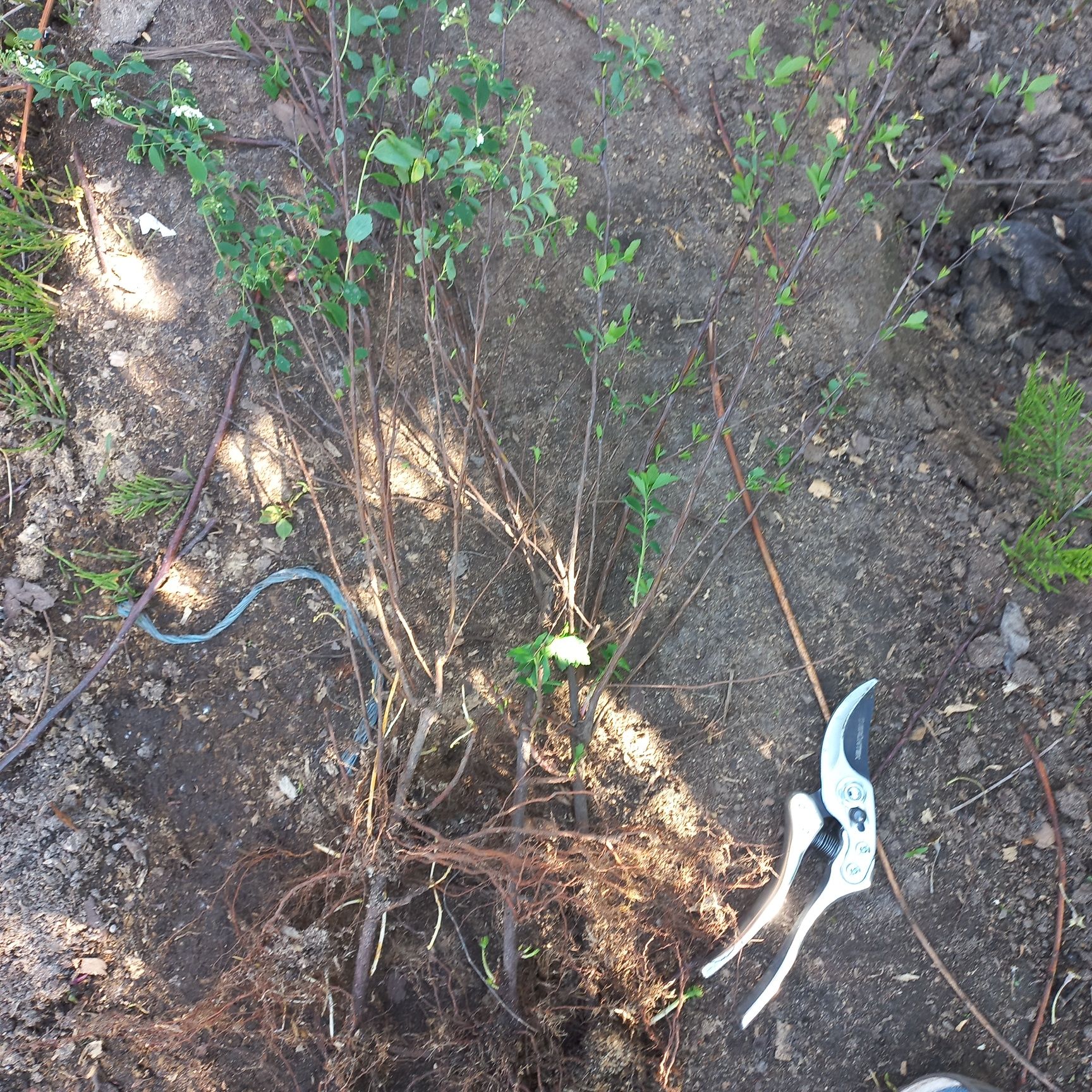 Продам спирею Вангута (невеста) Spiraea