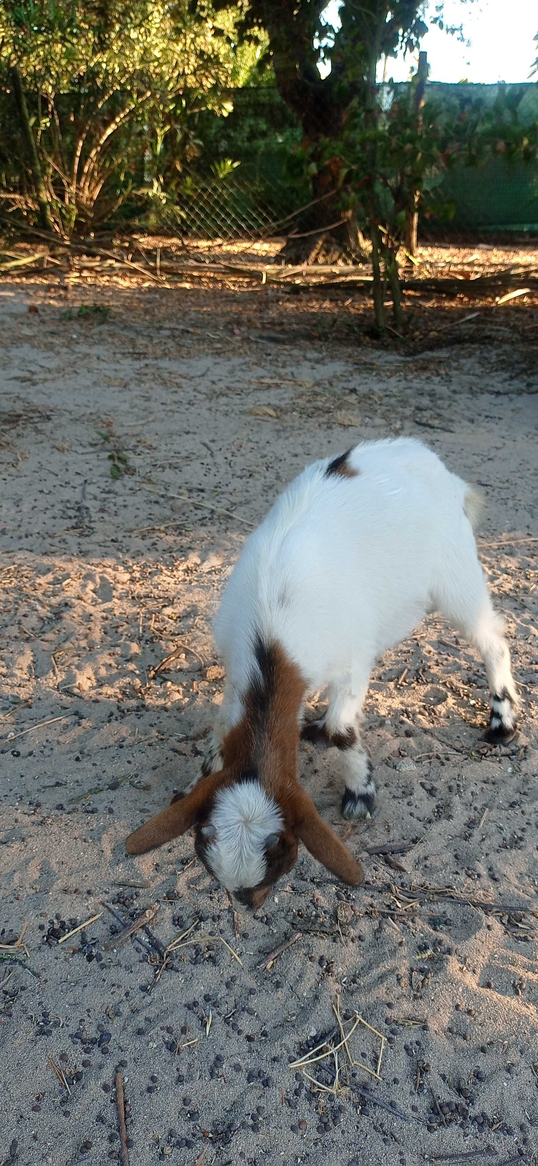 Vendo cabras anãs de 5 meses