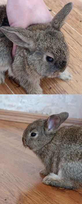 Нідерландський декоративний кролик, 1 місяць