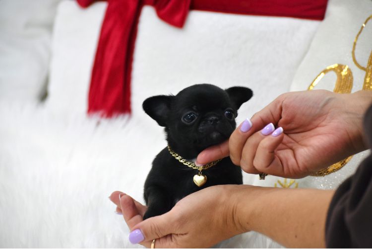 Chihuahua Cudna Malutka XXS Suczka na Święta