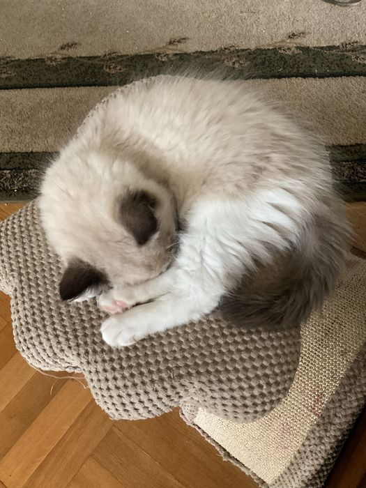Kocurek seal bicolour