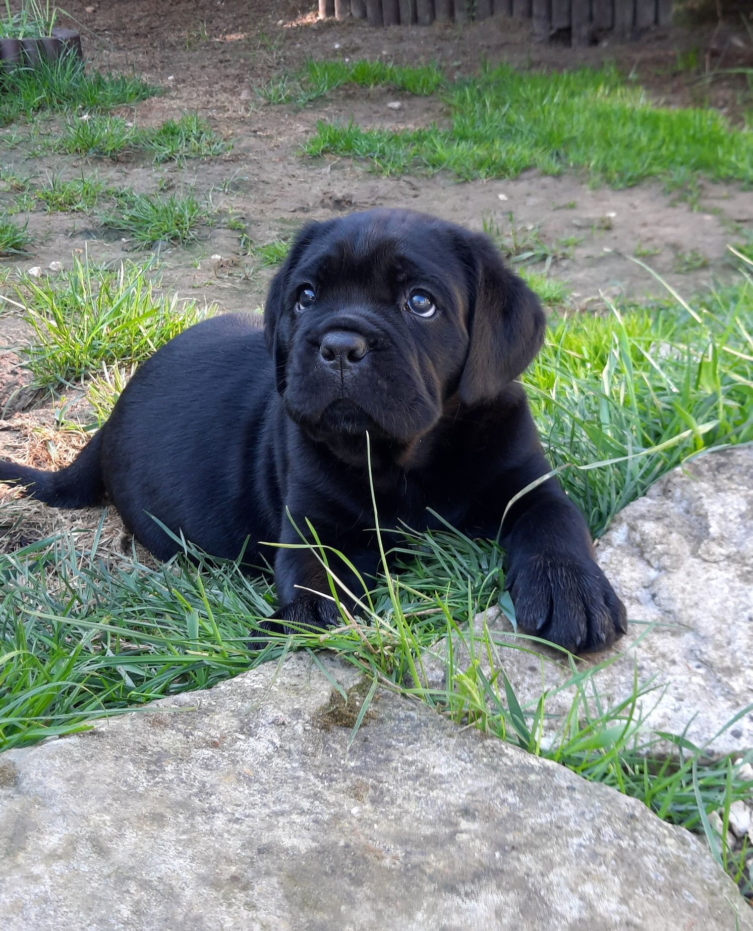 Cane corso Italiano piesek czarny