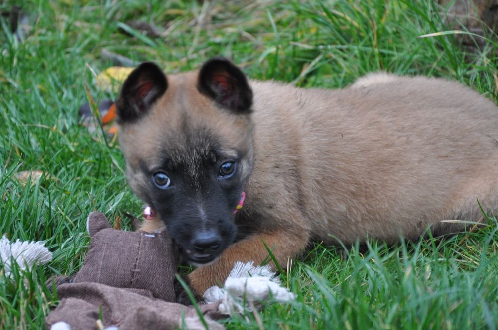 Малінуа бельгійська вівчарка