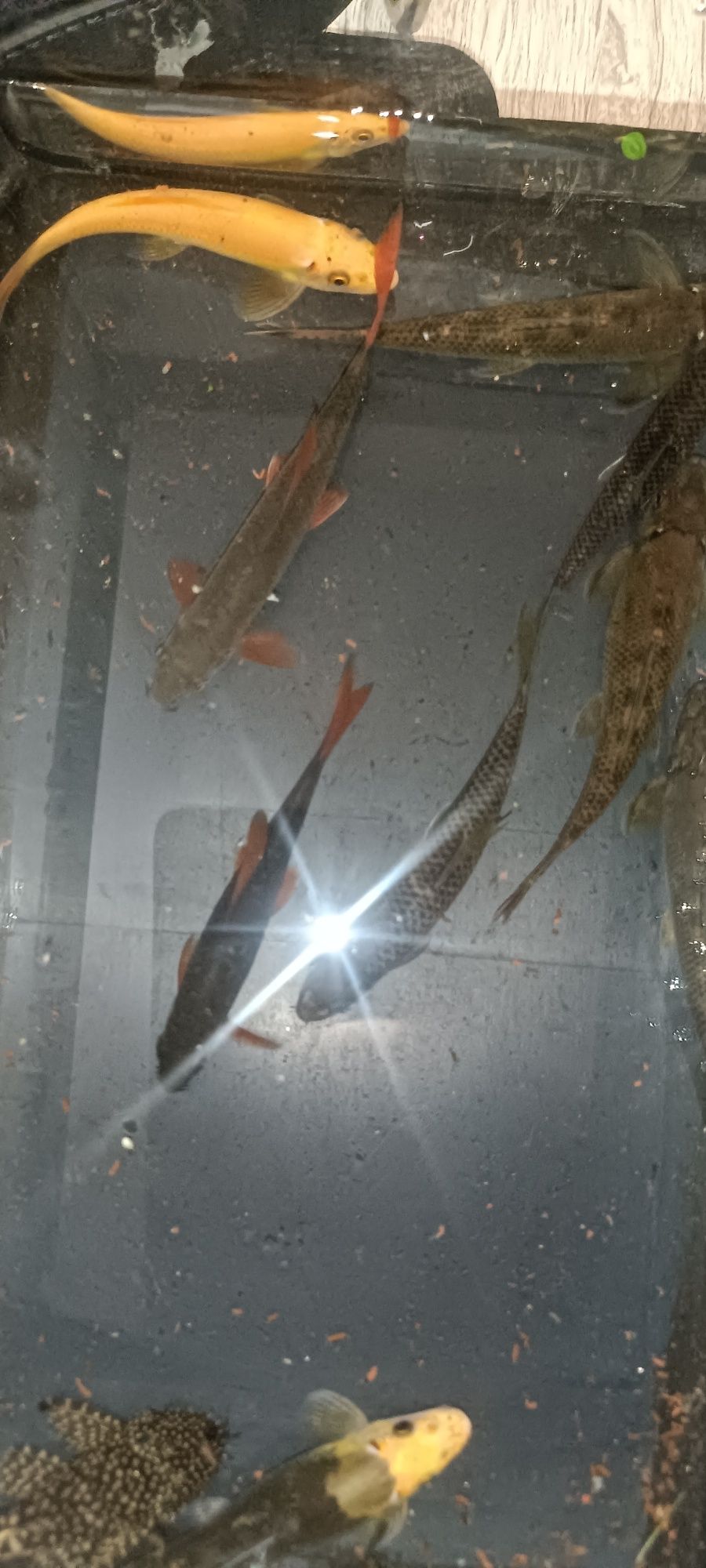 Troco lote de peixes por platys,ou gupys