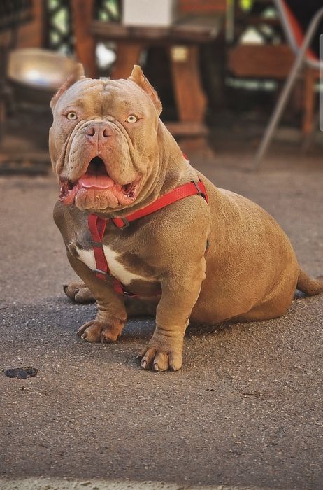 Открыт для вязки кобель Американский Булли (Exotic Bully)